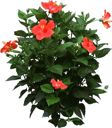 What does an unhealthy hibiscus look like?