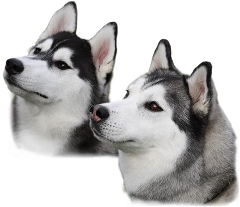 Why do huskies cry when left alone?