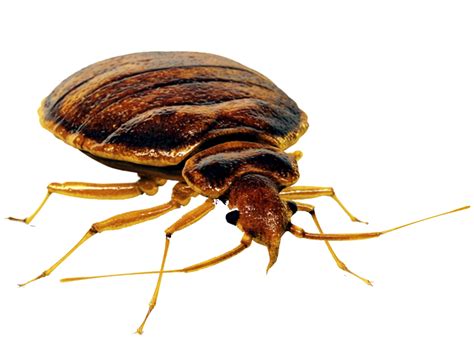 What kills bed bugs 100 percent?