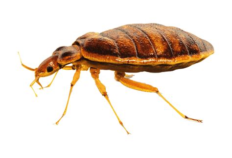 How do you draw bed bugs out of hiding?