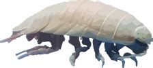 How often should isopods be misted?