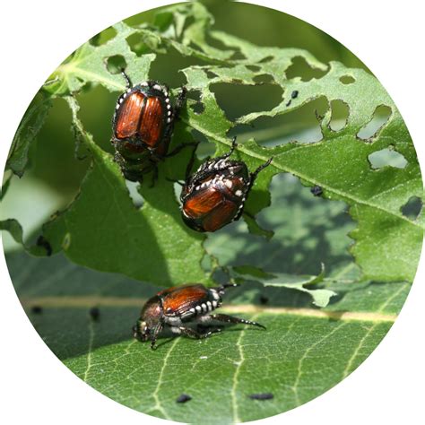 What scent are Japanese beetles attracted to?