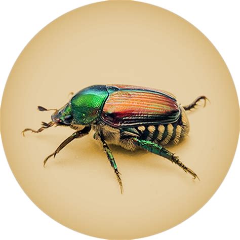 What is the natural enemy of the Japanese beetle?