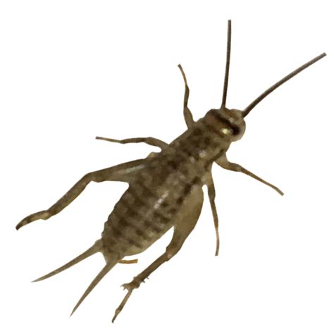 How do you store crickets so they dont die?