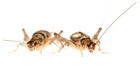What kills crickets naturally?