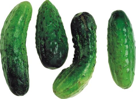 Should I water my cucumbers everyday?