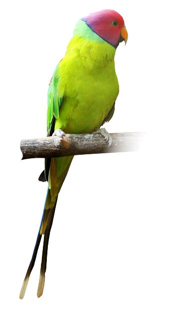How do you calm a parakeet?