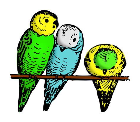 Can 2 male budgies mate?