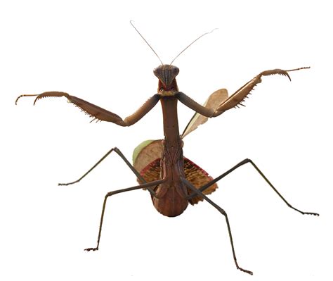 Are brown praying mantis harmful?