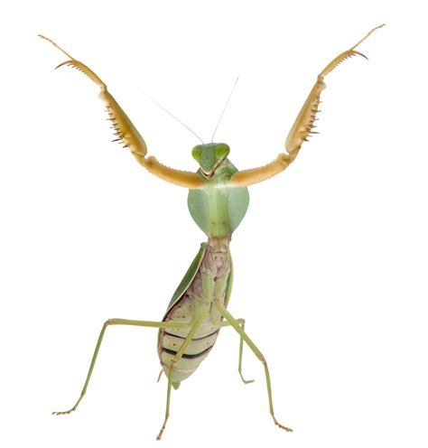 Why are some praying mantis green and summer brown?