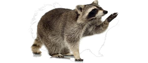 Can racoons harm me?