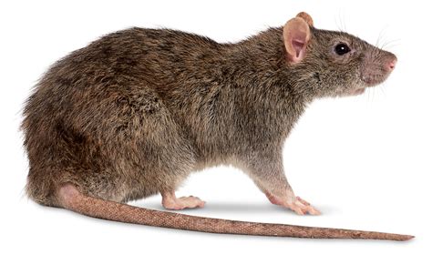 Why do rats come in a clean house?