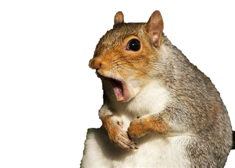 How do squirrels show anger?
