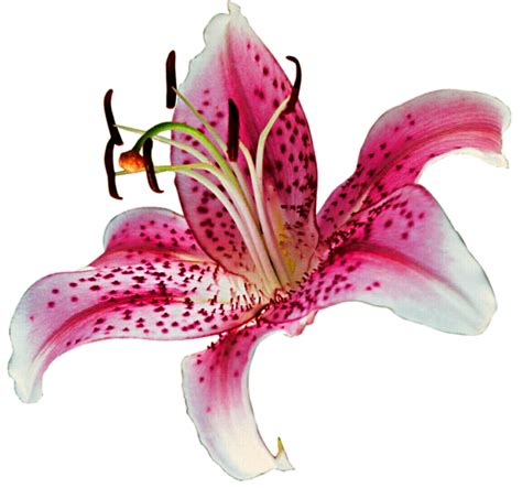 Why do lilies smell so bad?