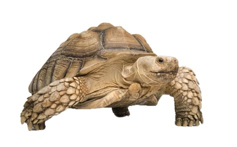 How do you know if your tortoise is stressed?