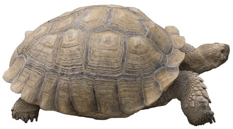 Do tortoises like their shells rubbed?