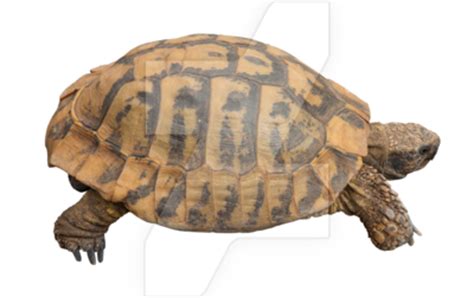 Should I let my tortoise roam the house?