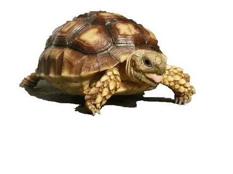Do tortoises like being talked to?
