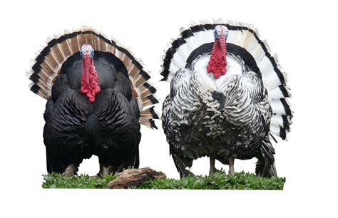 Do turkeys carry diseases?