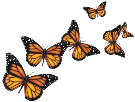 Do butterflies fly while mating?