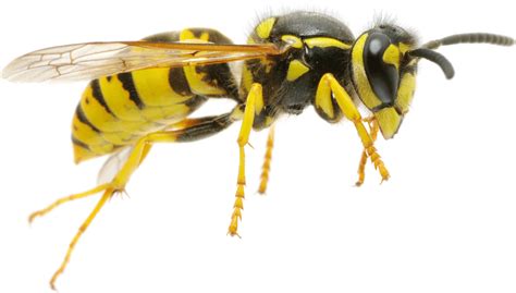 What smell do wasps hate?