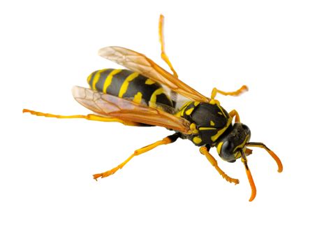 How do I keep wasps from nesting in my car?