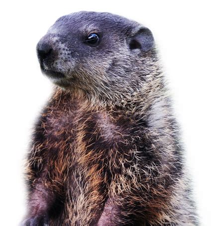 Can a groundhog actually predict the weather?