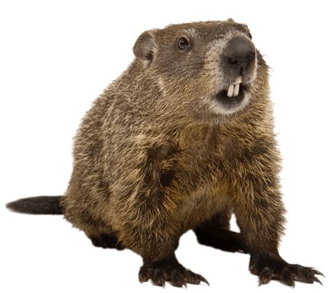 What is the lifespan of a groundhog?