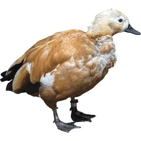 Does duck have feather or hair?