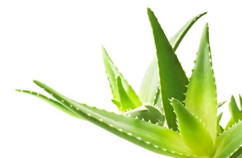 Do you leave aloe vera gel on your face or wash it off?