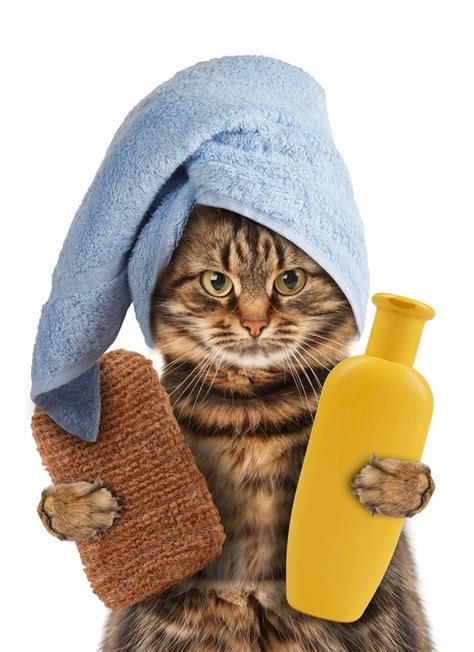 Can I wash cat pee out of a towel?