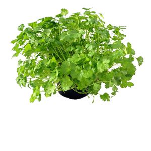 What is the lifespan of a cilantro plant?