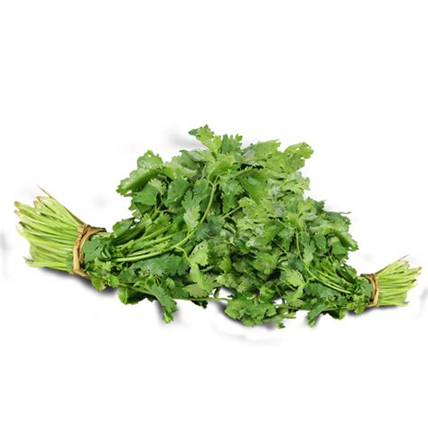 How do you keep cilantro alive?