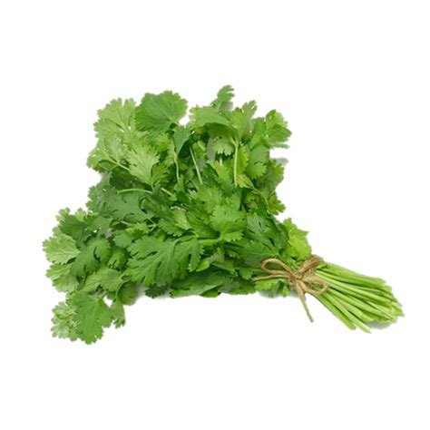 Does cilantro like wet or dry soil?