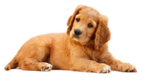 How do you know if your dog is imprinted on you?