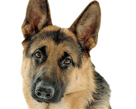 What do German Shepherds love the most?