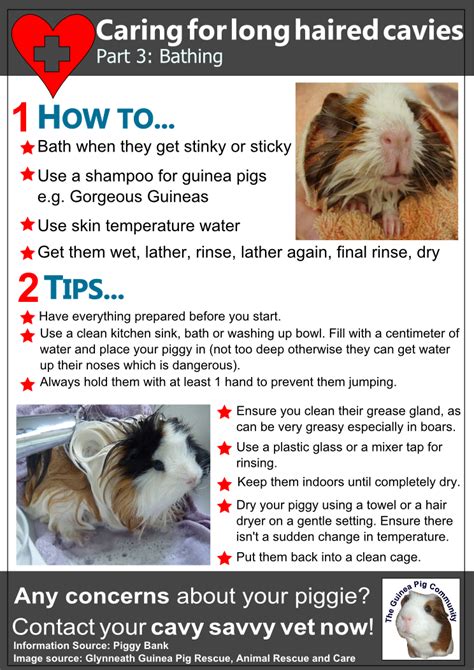 How do I know if my guinea pig likes being petted?