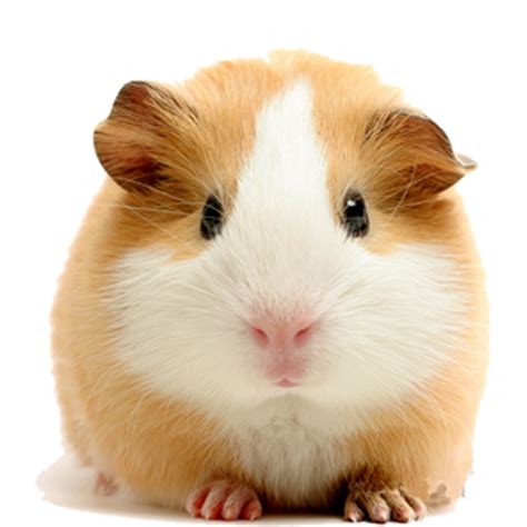 How do I know if my guinea pig wants attention?