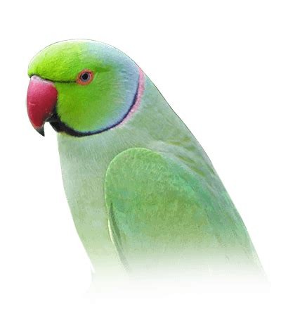 Do parakeets get bored in their cage?