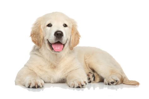What is the naughtiest puppy age?