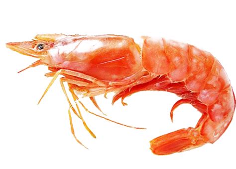 Why does my shrimp taste earthy?