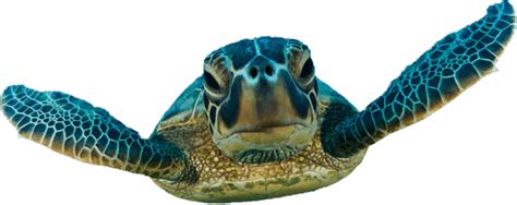How often should I clean my aquatic turtle tank?