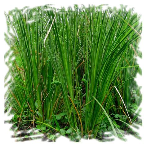 Is vetiver a good scent?