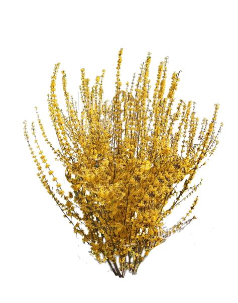 Does forsythia need a lot of water?