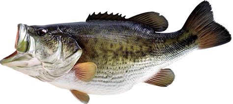 Why is bass not served in restaurants?