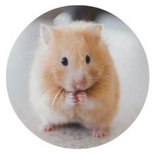 What is a fluid filled lump on a hamster?