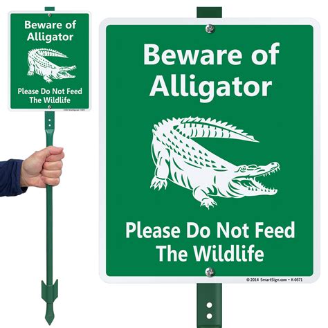 How did Disney get rid of alligators?