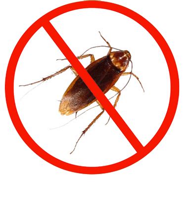 How do you get rid of stubborn roaches?