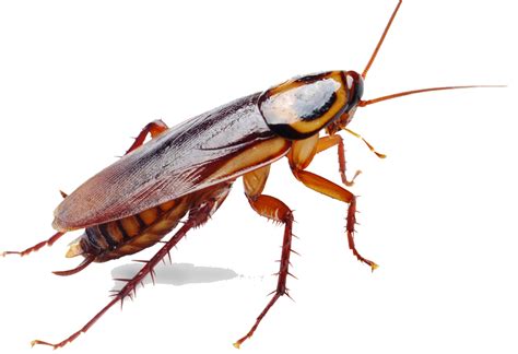 What is a cockroaches worst enemy?