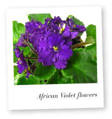 Where is the best place to put an African violet?